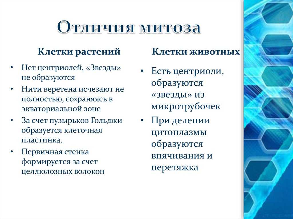 Урок 10: размножение - 100urokov.ru