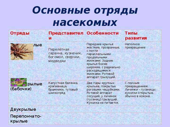 Ответы на вопрос насекомые - доклад сообщение (2, 3, 7 класс. биология. окружающий мир)