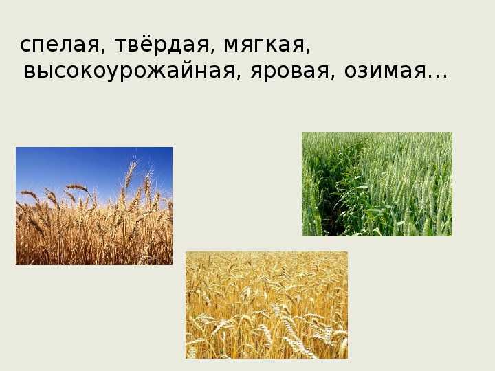 Яровая пшеница: нормы высева, урожайность, сорта, технология возделывания