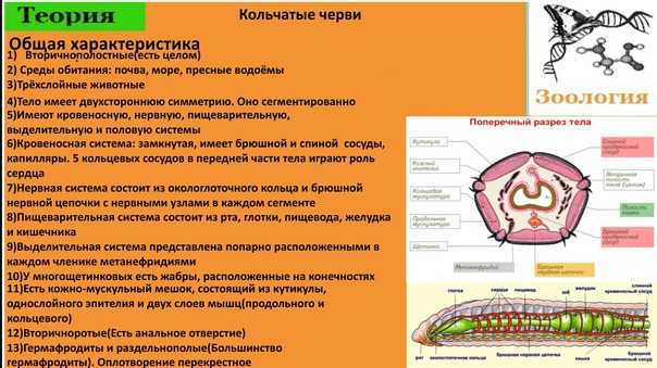 Кольчатые черви: незаменимые помощники природы и человека