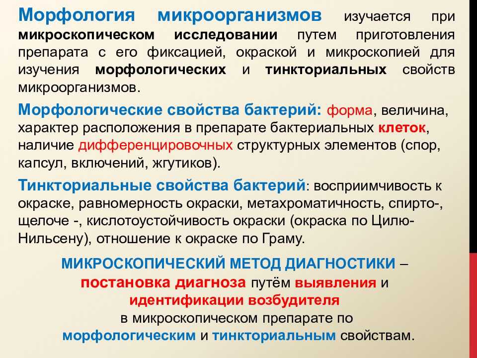 Тинкториальные свойства бактерий: что это такое и зачем нужны?