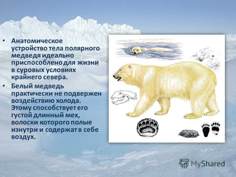 Почему белые медведи важны для окружающей среды?