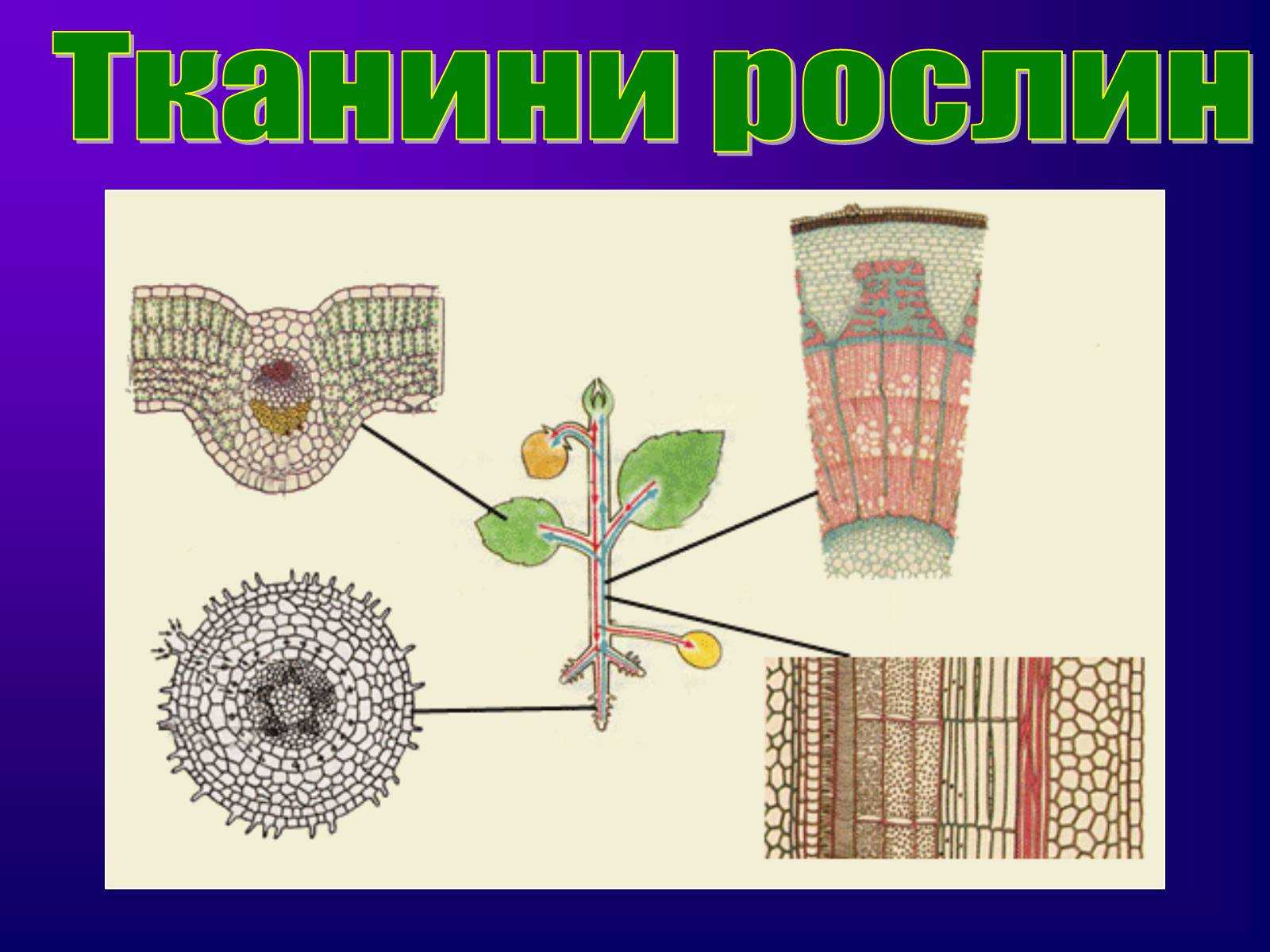 Губчатая ткань особенности