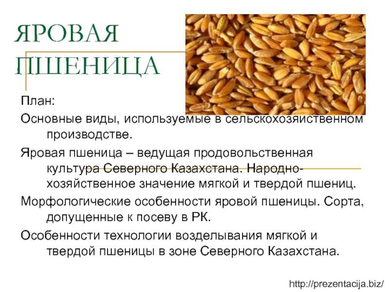Чем отличаются озимые посевы от яровых? – статьи пресс-центра компании олис