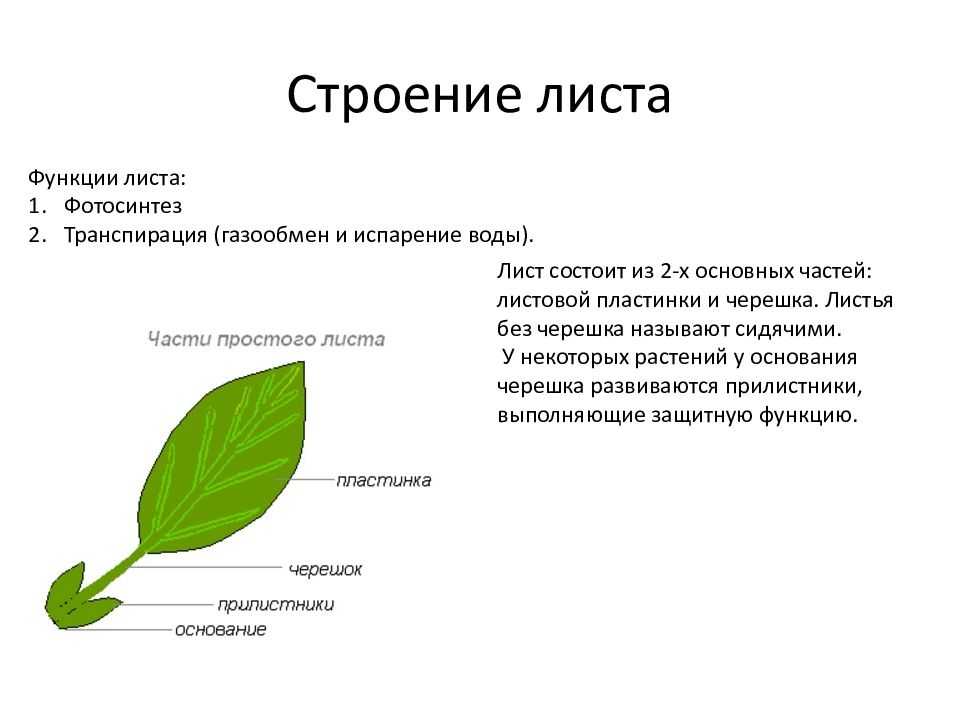 Важнейшая роль листа в жизни растения. тема: «фотосинтез». какое значение имеют корни в жизни растения? какие функции выполняют листья?какие функции. вывод детей – бережное отношение к окружающей среде
