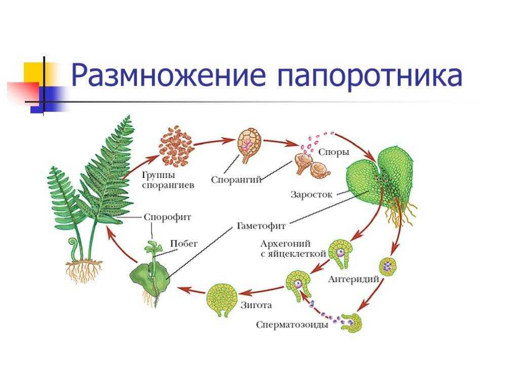 Папоротники, хвощи, плауны. строение, размножение и развитие