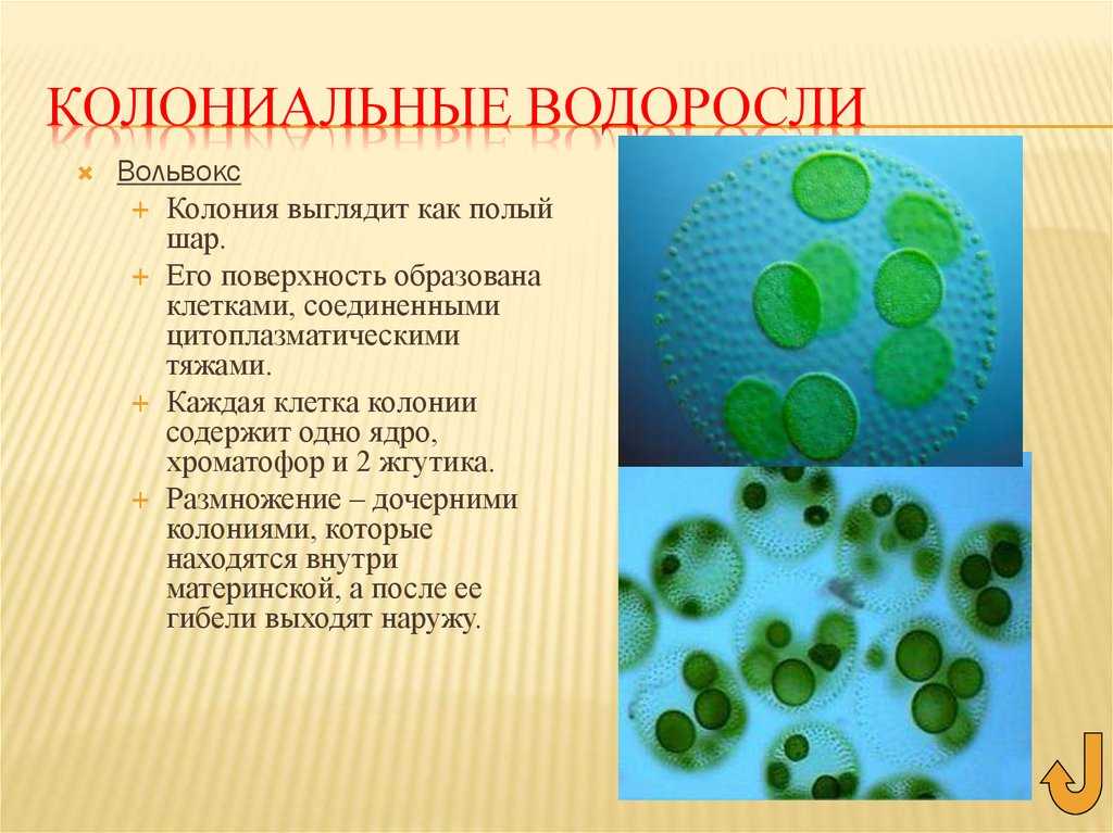 Что такое колониальный организм: определение и примеры