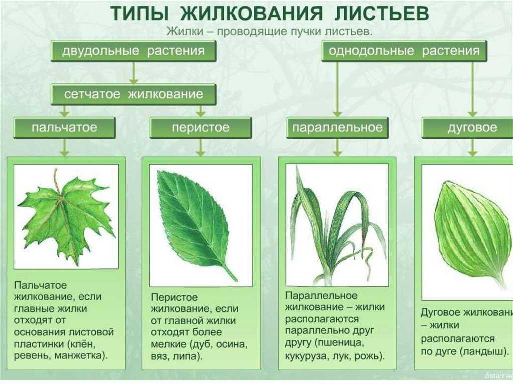 Внутреннее строение листа