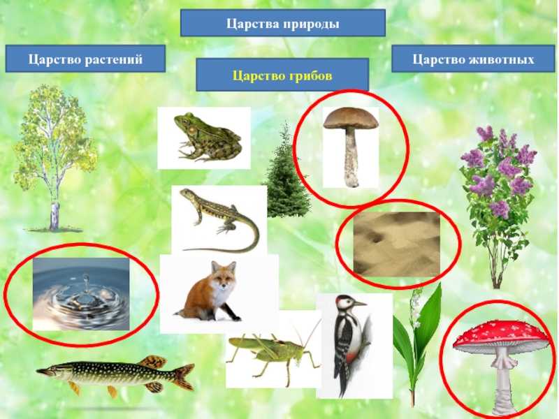 Доклад про зубра, 3 класс. окружающий мир