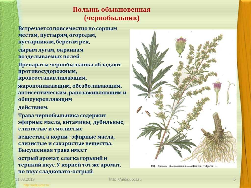 Полынь