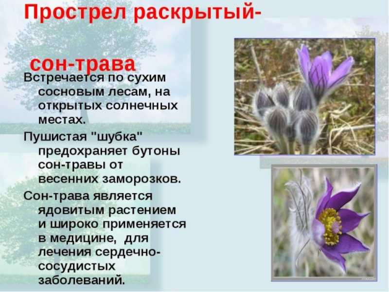Растения