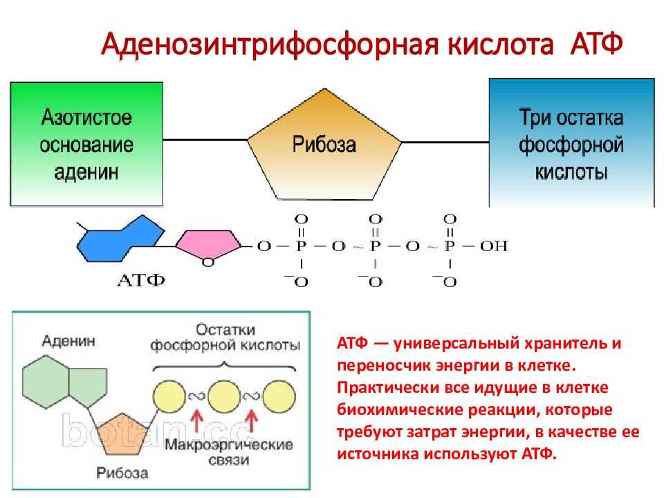 Синтез атф – что такое, как и где происходит, основные функции кратко (10 класс, биология)