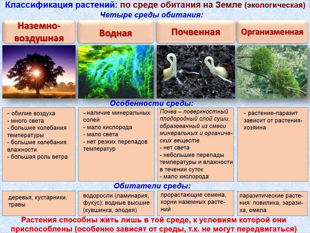 Презентация по биологии 11 класс экология. среда обитания и факторы сред обитания  доклад, проект