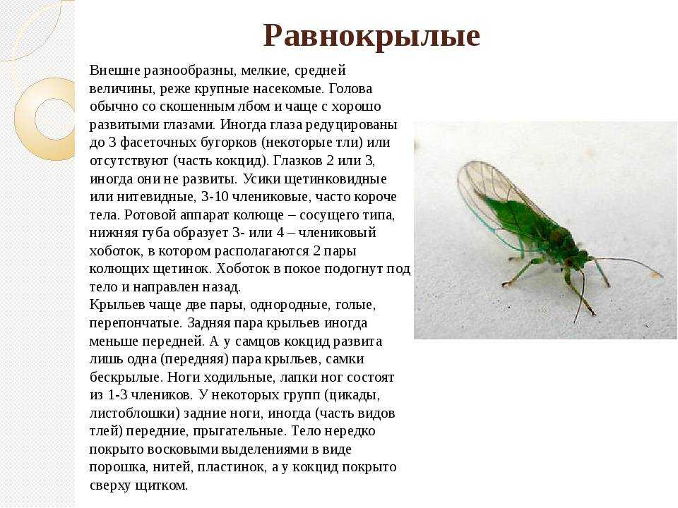 Отряды насекомых, их виды, строение и размножение