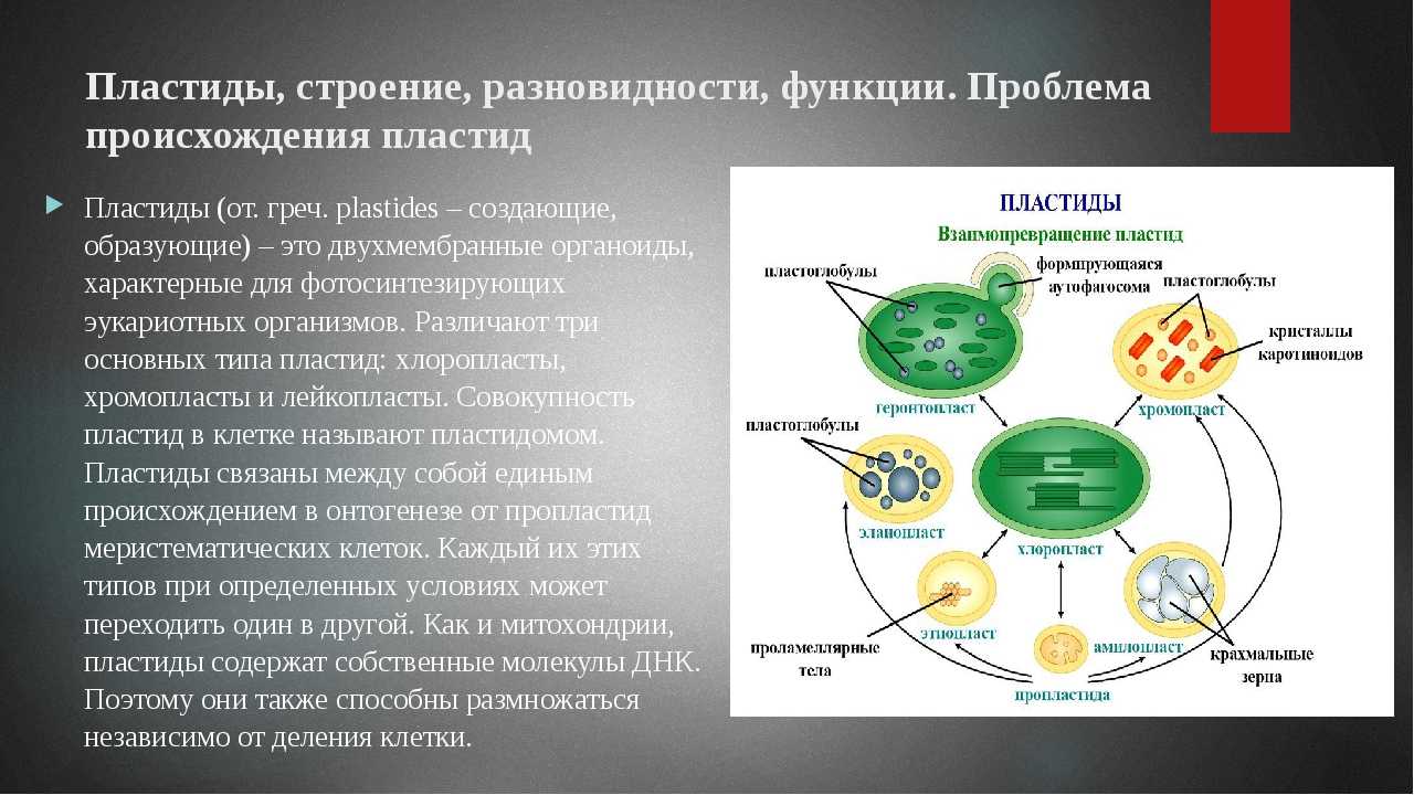 Пластиды — характеристика, строение, виды и функции