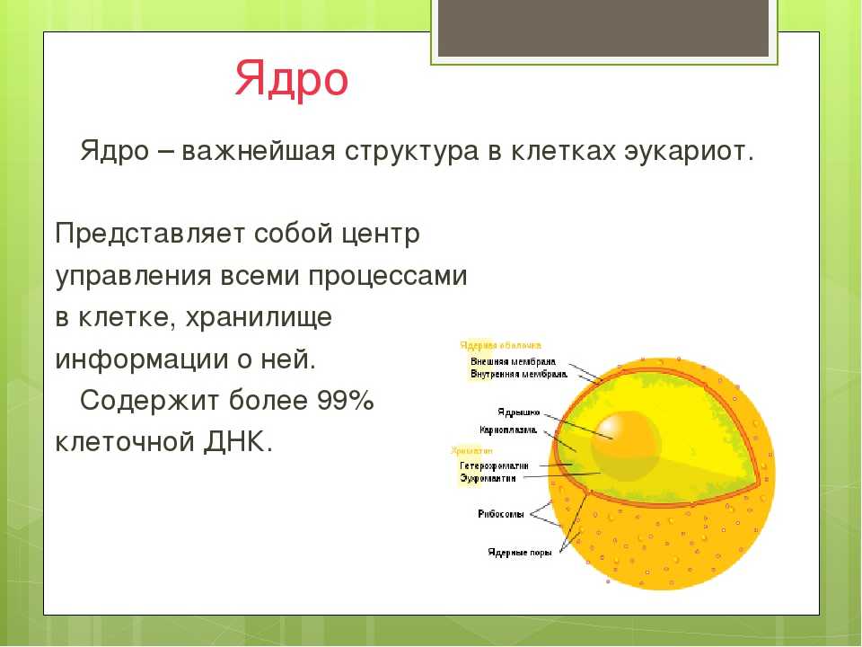 Клеточное ядро: особенности строения, функции ядра и значение для клетки