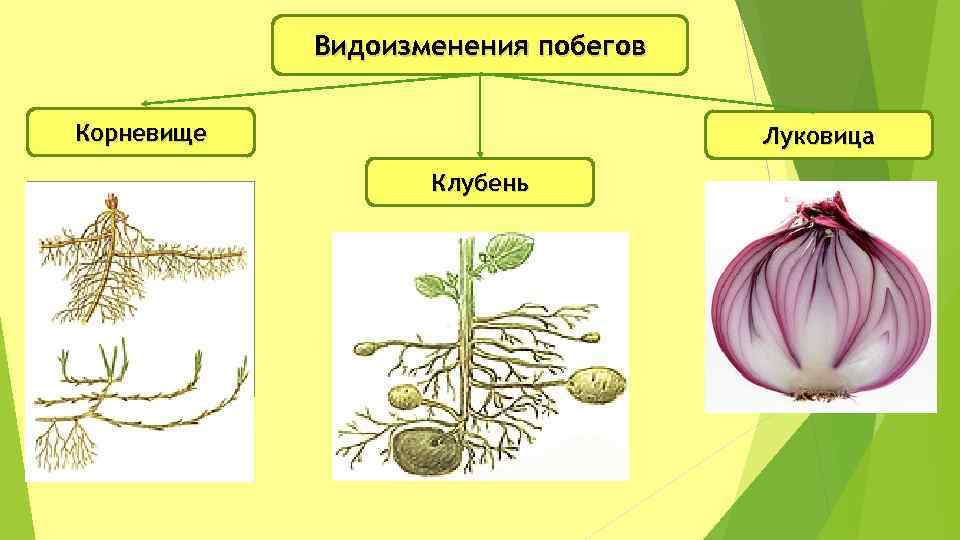 Тема ⭐️ видоизменения побегов, 6 класс, биология: для чего нужно видоизменения побегов