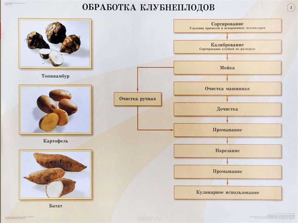 Презентация, доклад на тему первичная обработка овощей