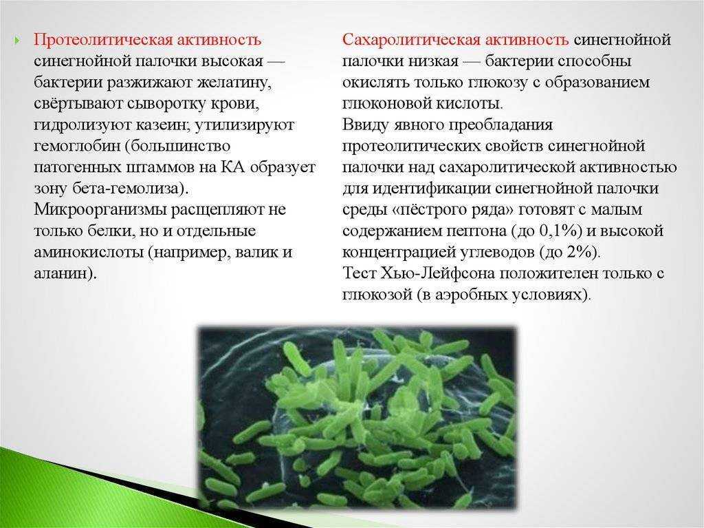Протеолитические свойства микроорганизмов кратко
