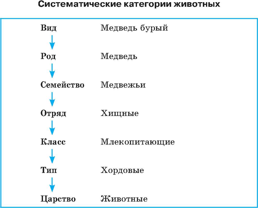 § 3. классификация животных и основные систематические группы