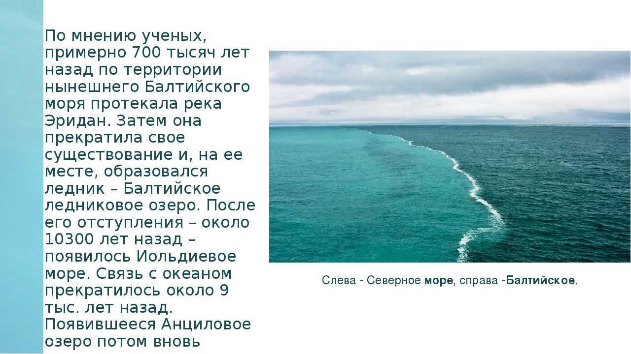 Кто живет в балтийском море: обзор видов и экосистемы