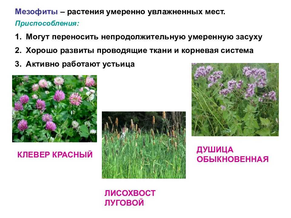 Разница между гидрофитами мезофитами и ксерофитами | сравните разницу между похожими терминами - наука - 2023