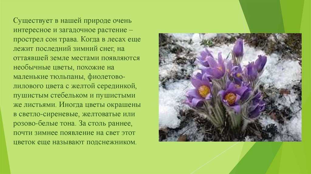 Редкие растения краснодарского края — обзор редких видов