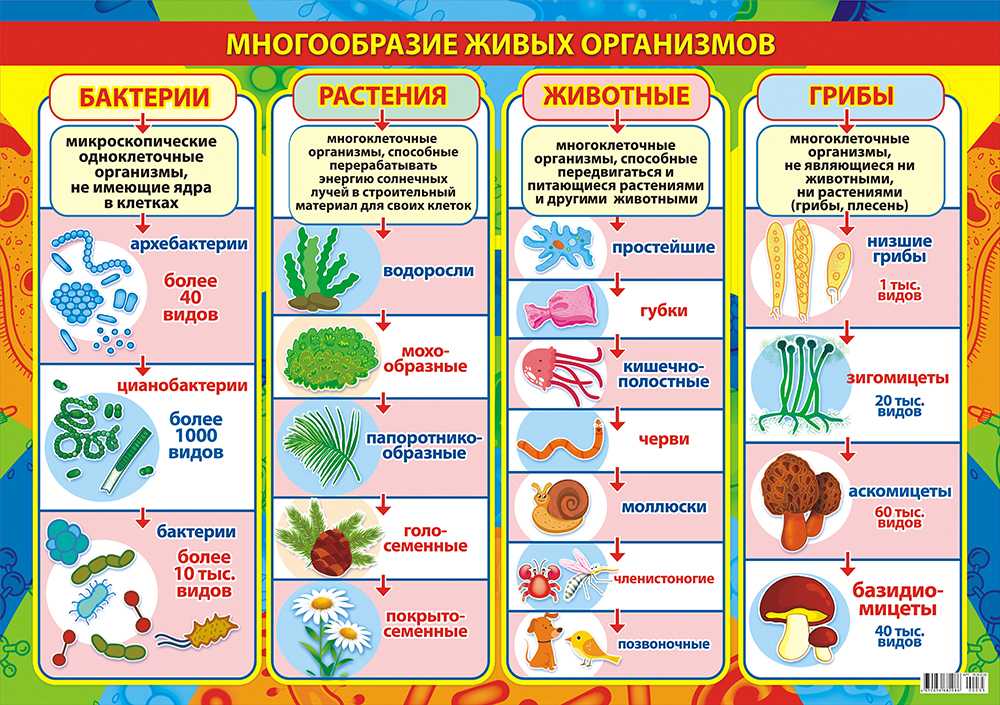 Биология 8 класс. пасечник. онлайн учебник