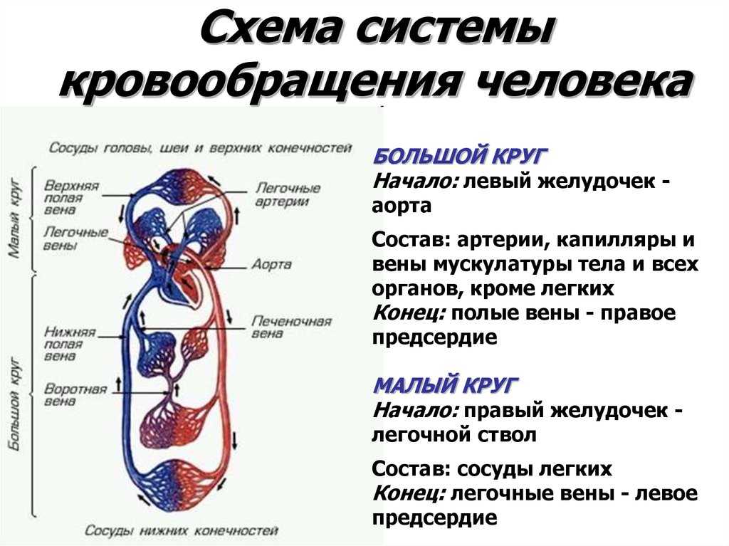 Надкласс рыбы. характеристика, внешнее и внутреннее строение, системы органов