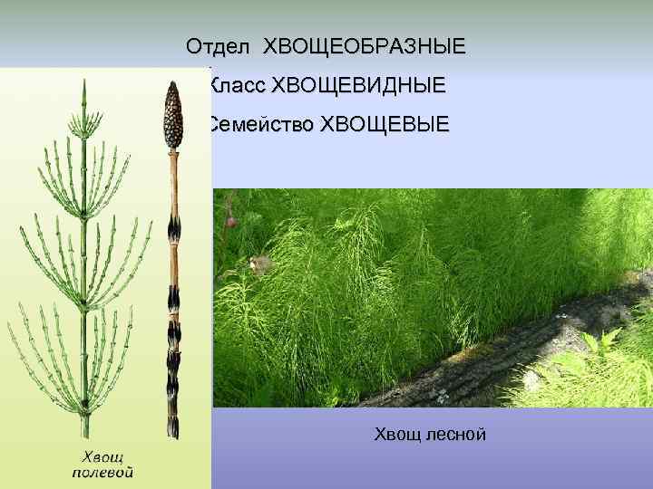 Запомнили ли вы, что такое хвощи и плавуны, их отличия