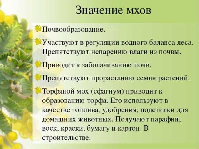 Польза мха для человека и природы