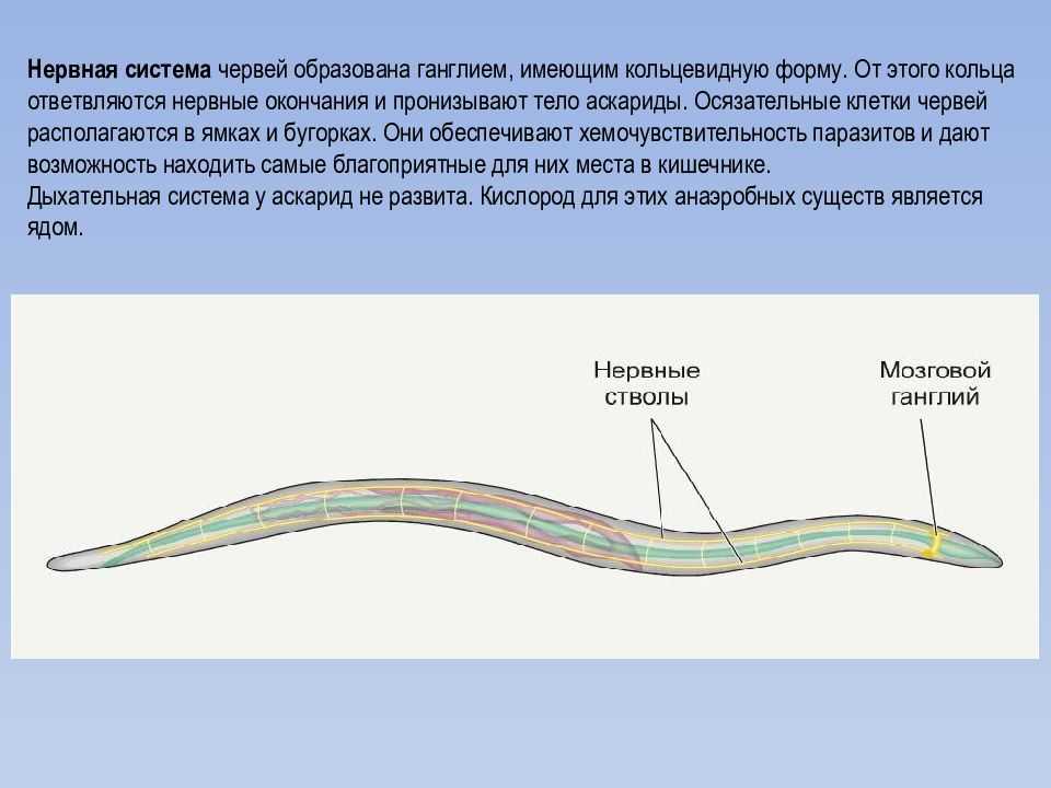 Лернер г. 				 |
						сборник заданий для подготовки к егэ | газета «биология» № 9/2009