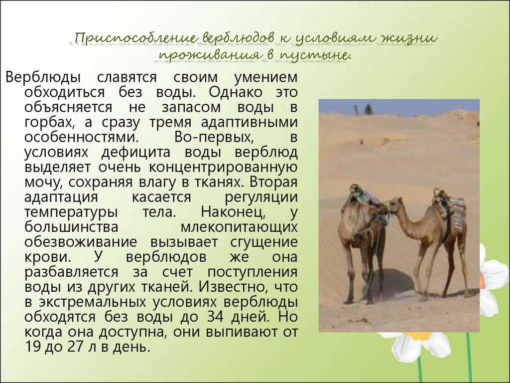 Почему у верблюда горб | зачем верблюду горб на спине