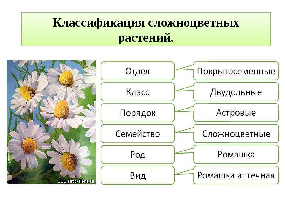 Биологическая систематика растений