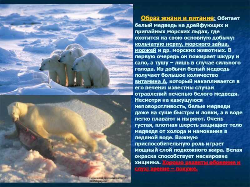 Приспособление белого медведя к среде обитания кратко