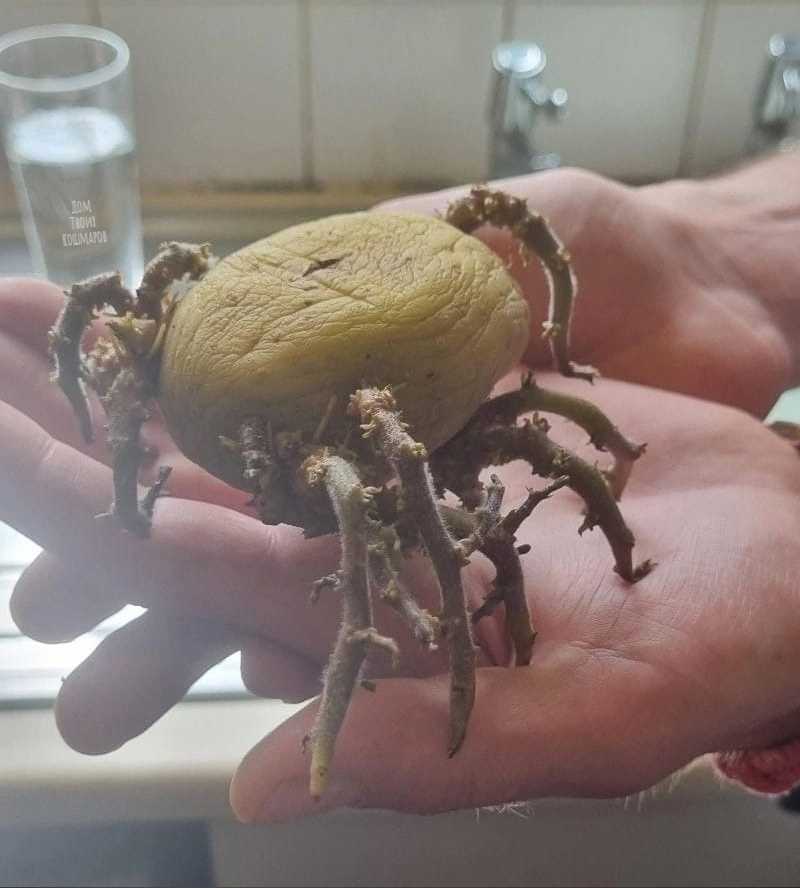 Пауки беларуси