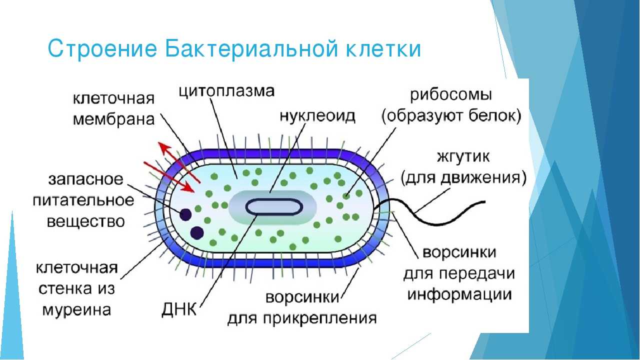 Прокариоты и эукариоты — что это и в чем их отличия - r-kosmos