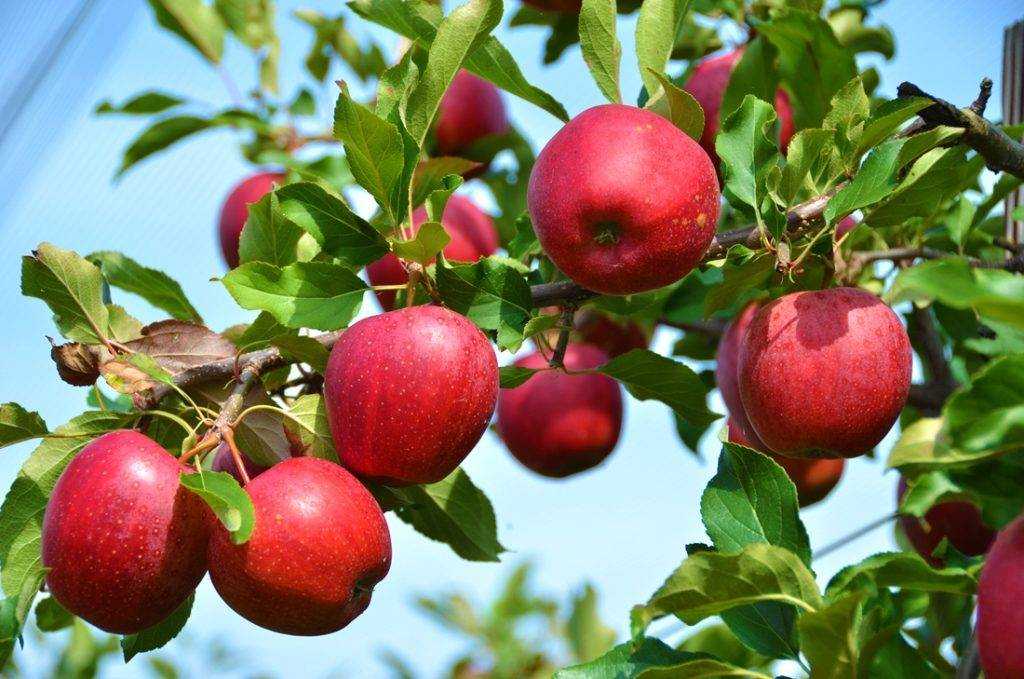 Как появились яблони? | культура | школажизни.ру