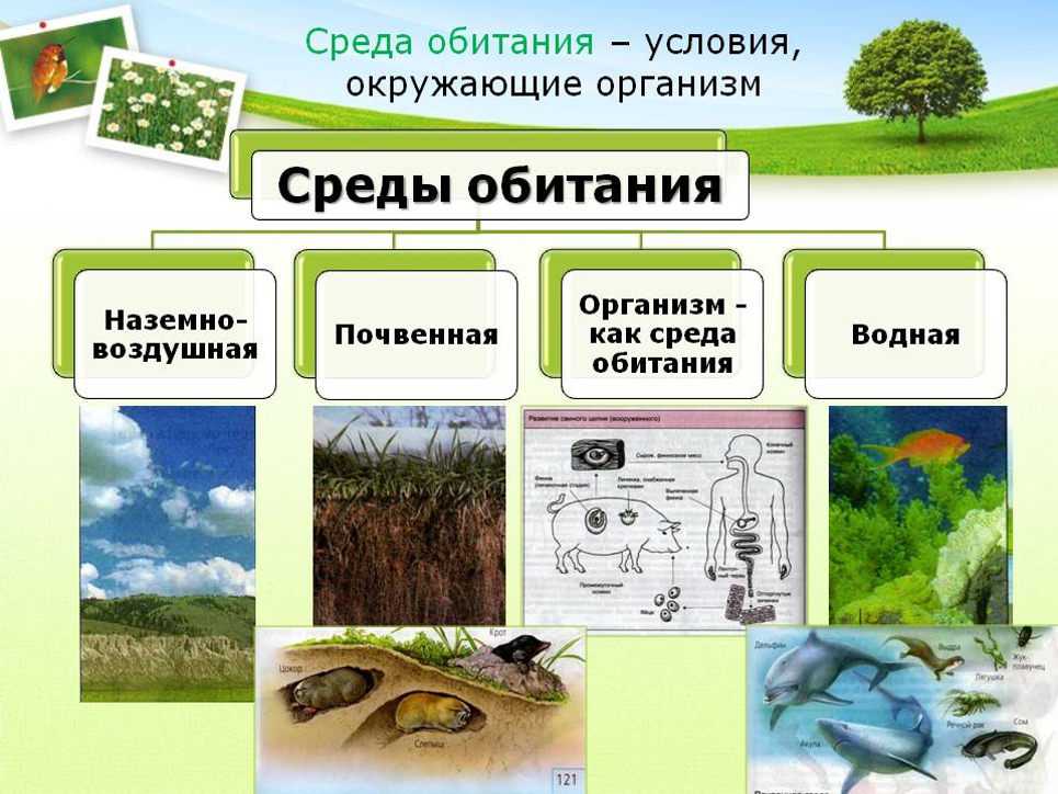 Презентация по биологии 11 класс экология. среда обитания и факторы сред обитания  доклад, проект