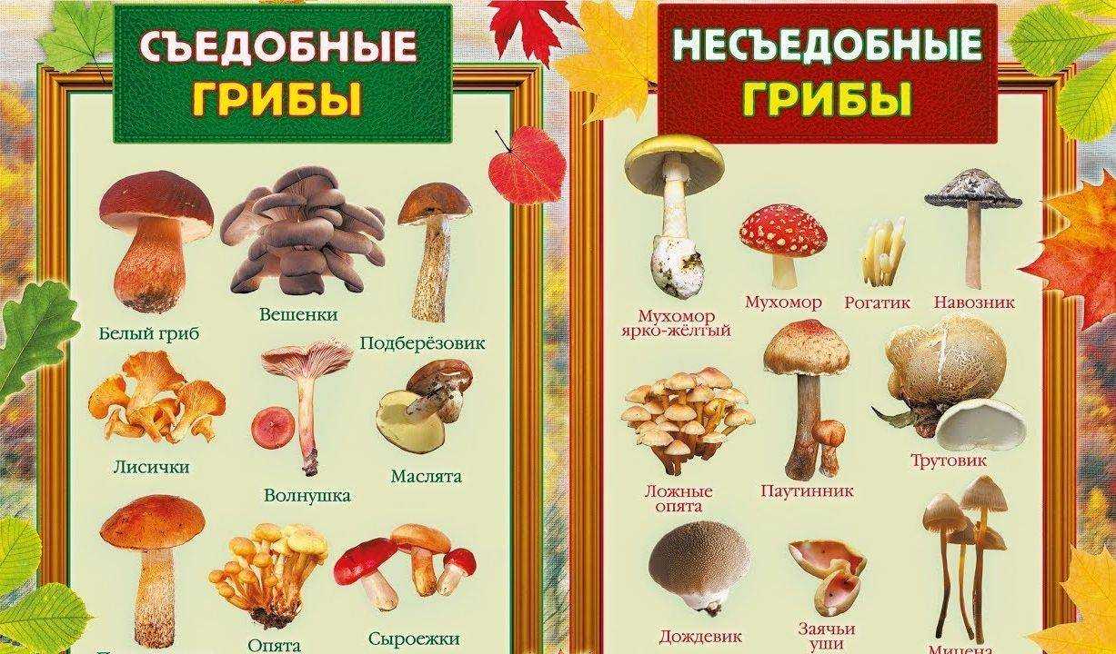 Реферат про грибы с картинками