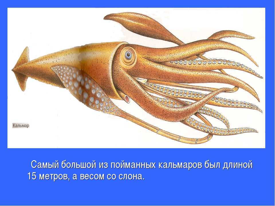Кто такой кальмар: подробное описание моллюска