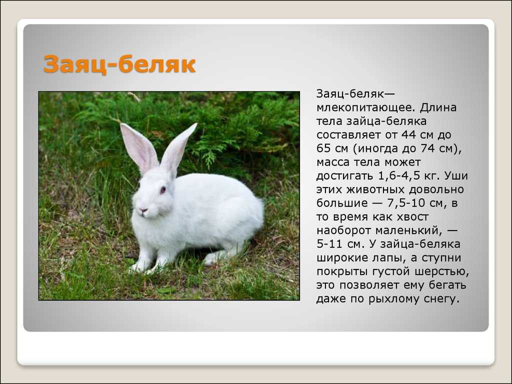 Ответы на вопрос зайцы - доклад сообщение (2, 3 класс окружающий мир)