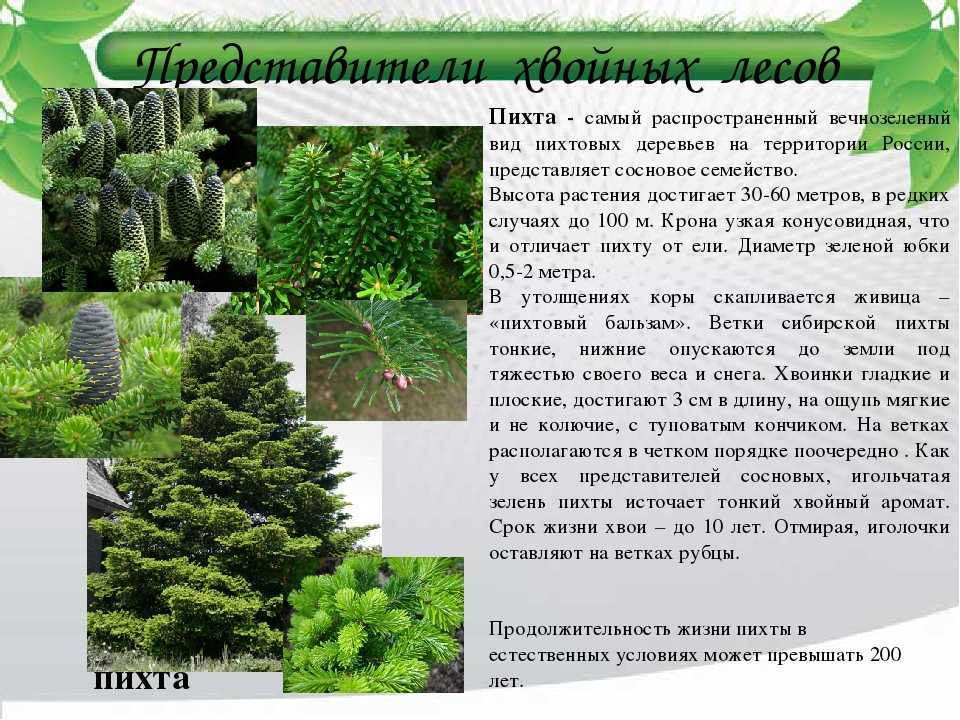 Пихта - интернет-журнал «живой лес»