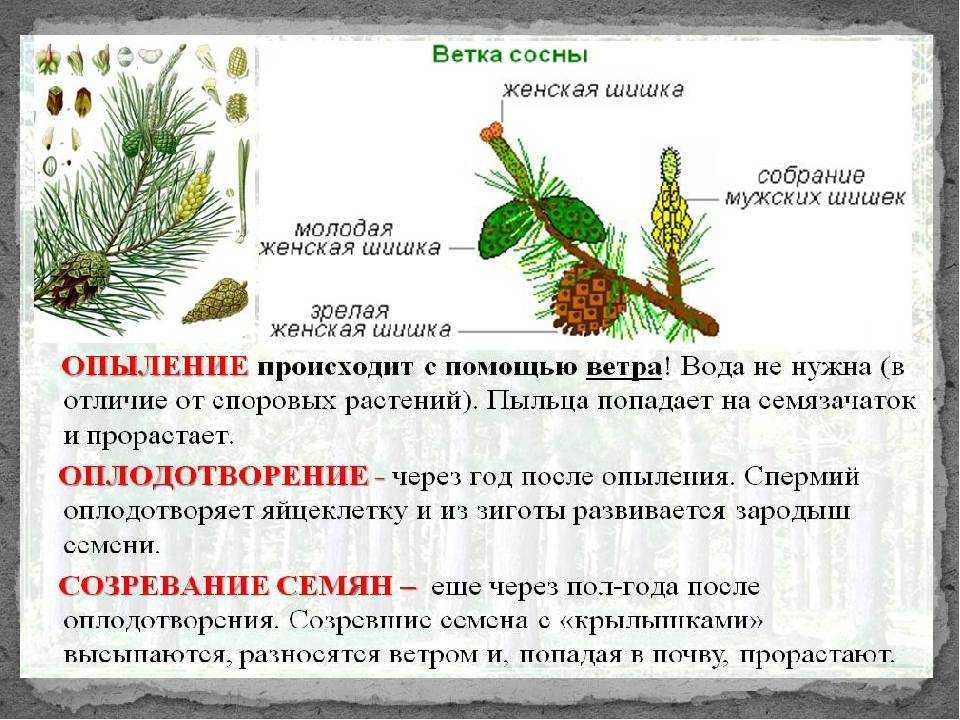 Как происходит опыление и оплодотворение у сосны обыкновенной - узнавалка.про
