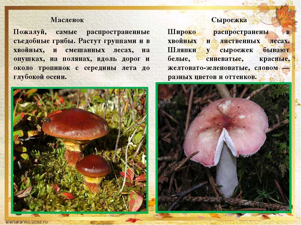 Съедобные и несъедобные грибы: названия, описание, фото