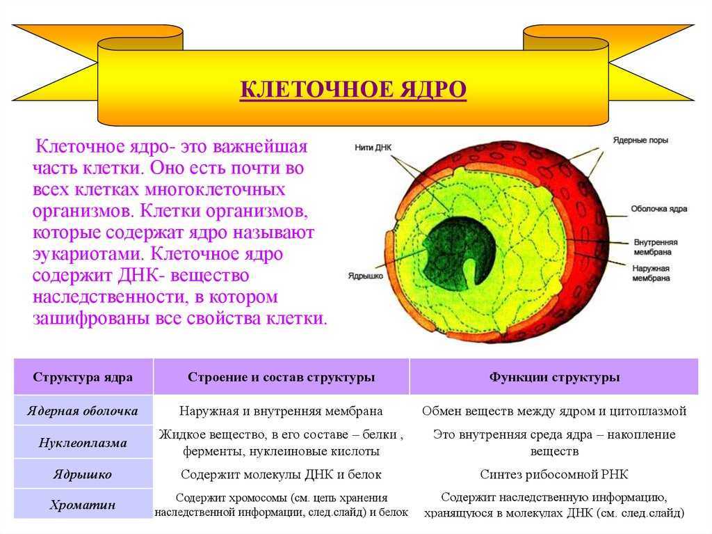 Ядро и ядрышко? 7 фактов, которые вы должны знать -