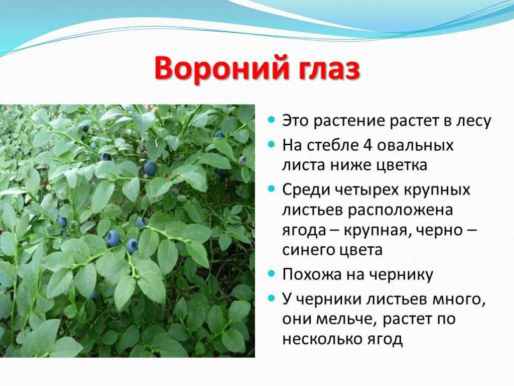 Сообщение о ядовитом растении 3 класс окружающий мир