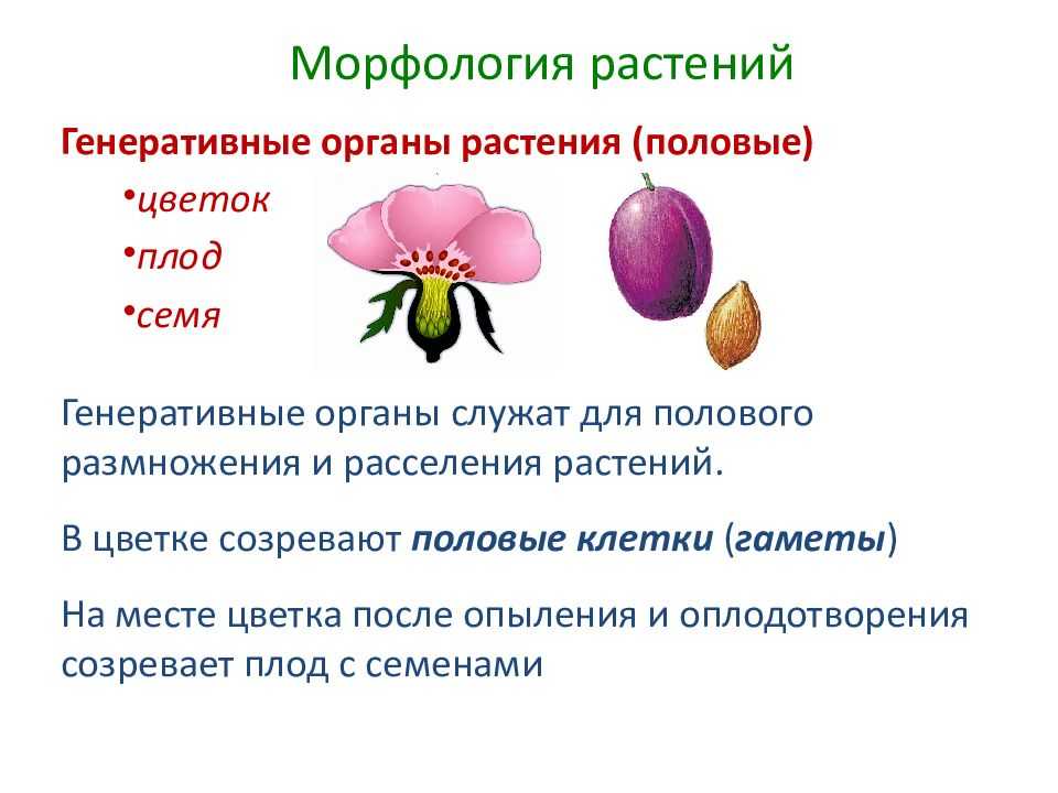 Размножение [1989 - - энциклопедия садовода]