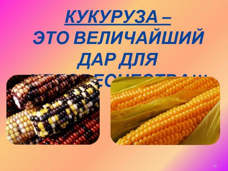 Кукуруза – описание, виды, сорта, выращивание, болезни, фото