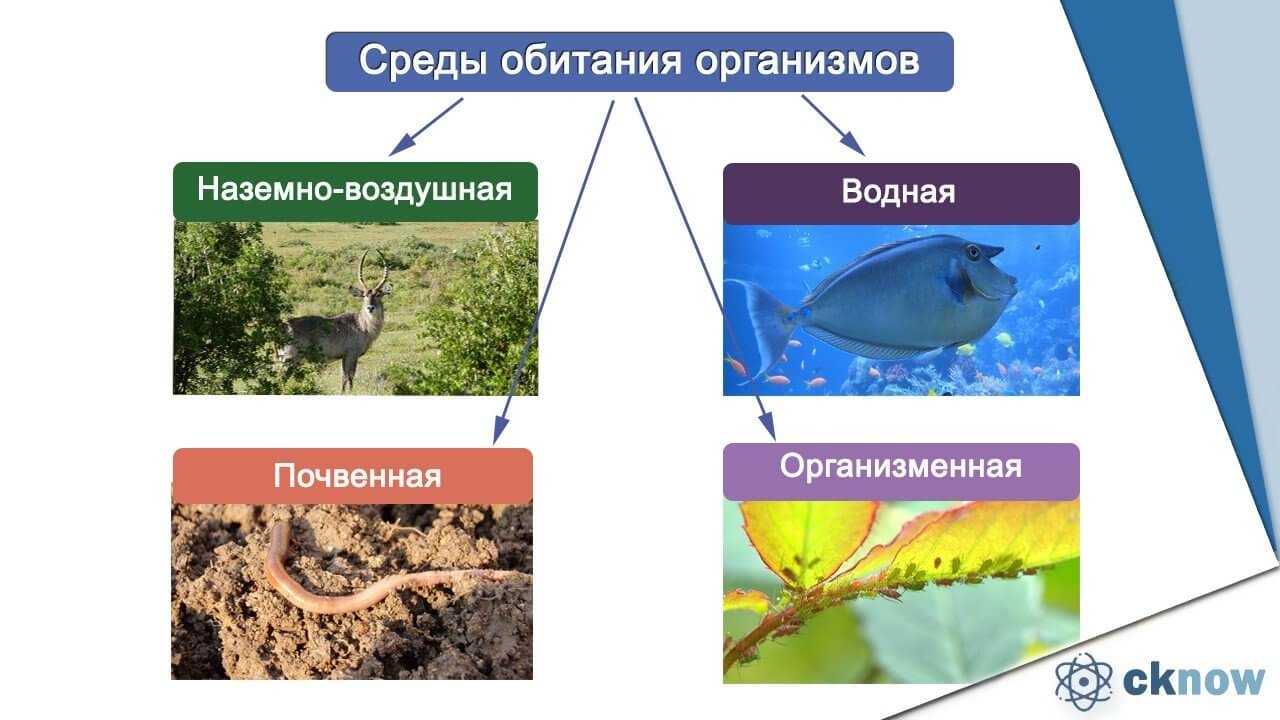 Обитатели почвы это эдафобионты